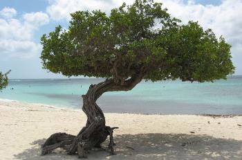 Divi Tree at Eagle Beach