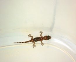 Lizard in Our Room