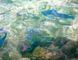 Fish at DePalm Island