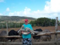 Ostrich Feeding