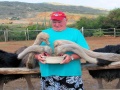 Ostrich Feeding