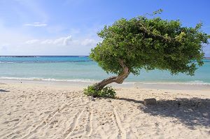 Divi Divi Tree
